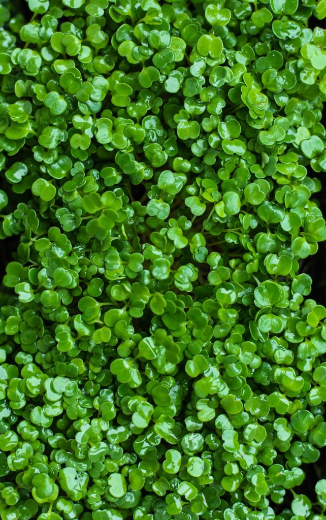 Top view of arugula microgreen. Micro green superfood close up.